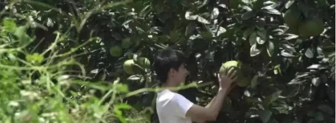 超拼视频购丨直播黑科技,90后“新农人”这样玩转果园