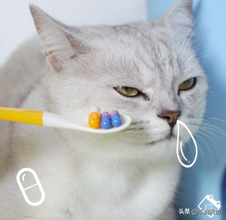 宠物猫宠物狗寄生虫都有哪些？需要如何驱除？