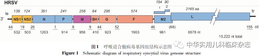 呼吸道合胞病毒怎样预防,儿童呼吸道合胞病毒治疗指南