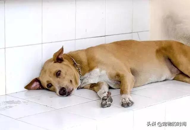 狗狗为什么放出笼子就乱拉乱尿,狗狗乱尿怎么办