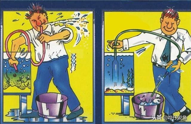 鱼缸给鱼换水的正确方法,鱼缸换水次数越多鱼长得越快吗