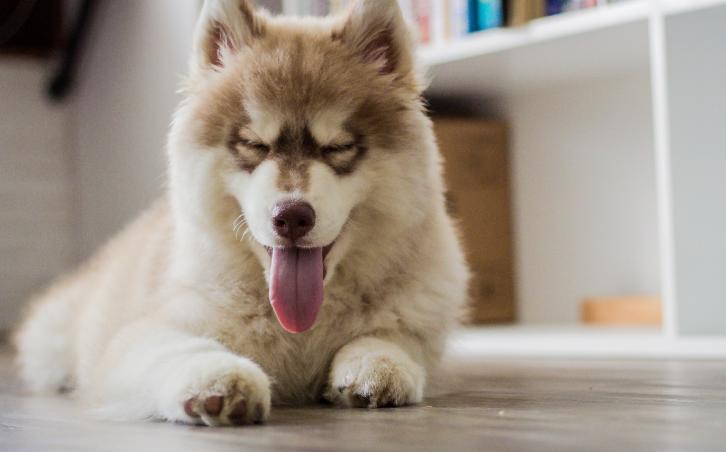 小狗球菌感染是什么原因引起的,小狗患真菌感染