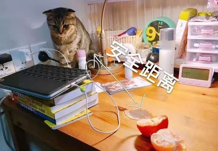 一个人养猫有什么烦恼,一个人生活养只狗靠谱吗