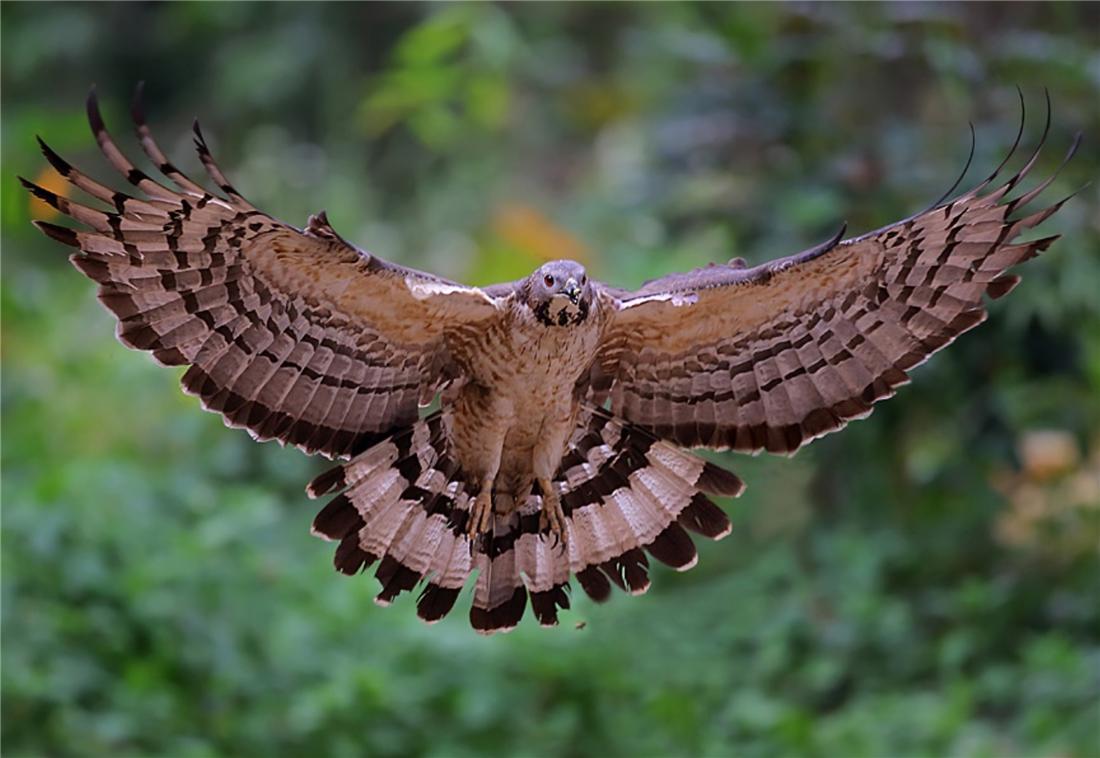 泰山上有猛禽,泰山上发现猛禽
