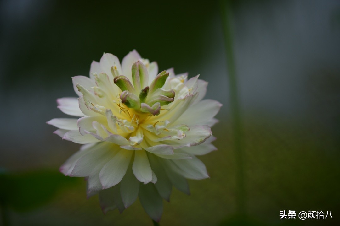 碗莲种藕生长到开花全过程,碗莲种植方法和时间图片