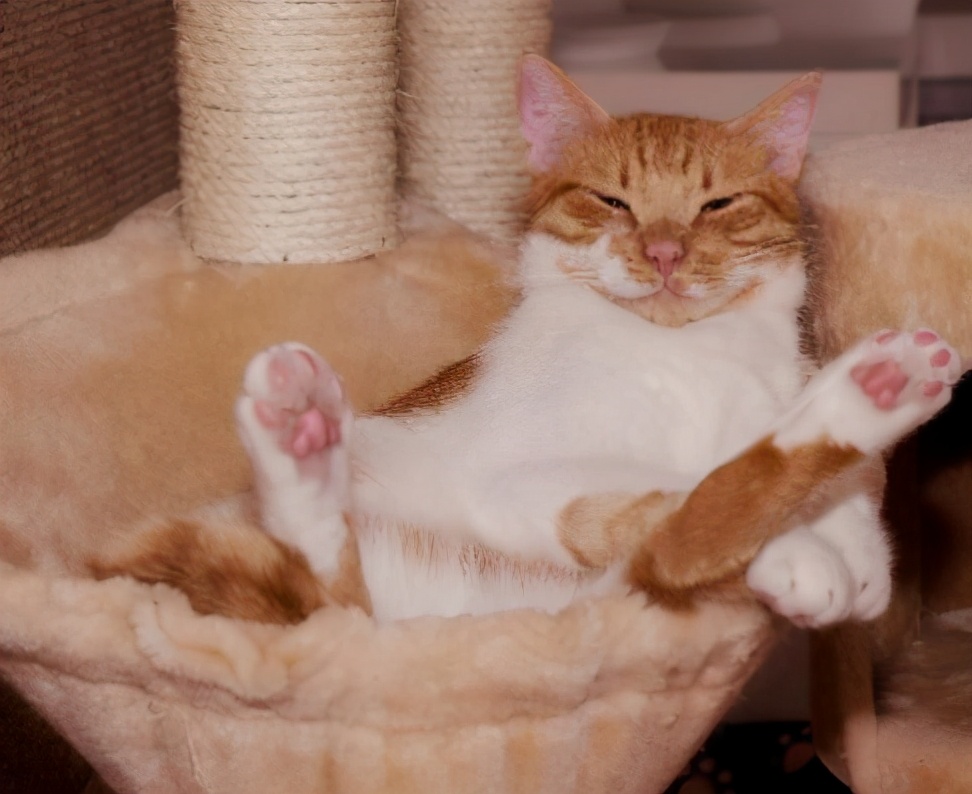 救命啊!为什么猫jiojio这么臭?