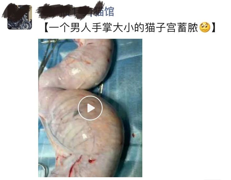 猫咪子宫蓄脓用地米能治好吗,胆小慎入猫咪