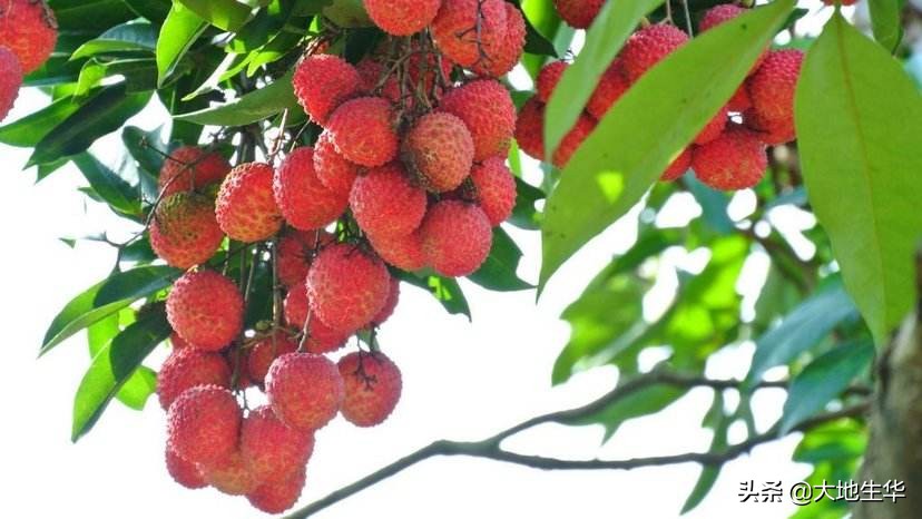 一骑红尘妃子笑，无人知是荔枝来，做不了杨贵妃，也要会背这些诗