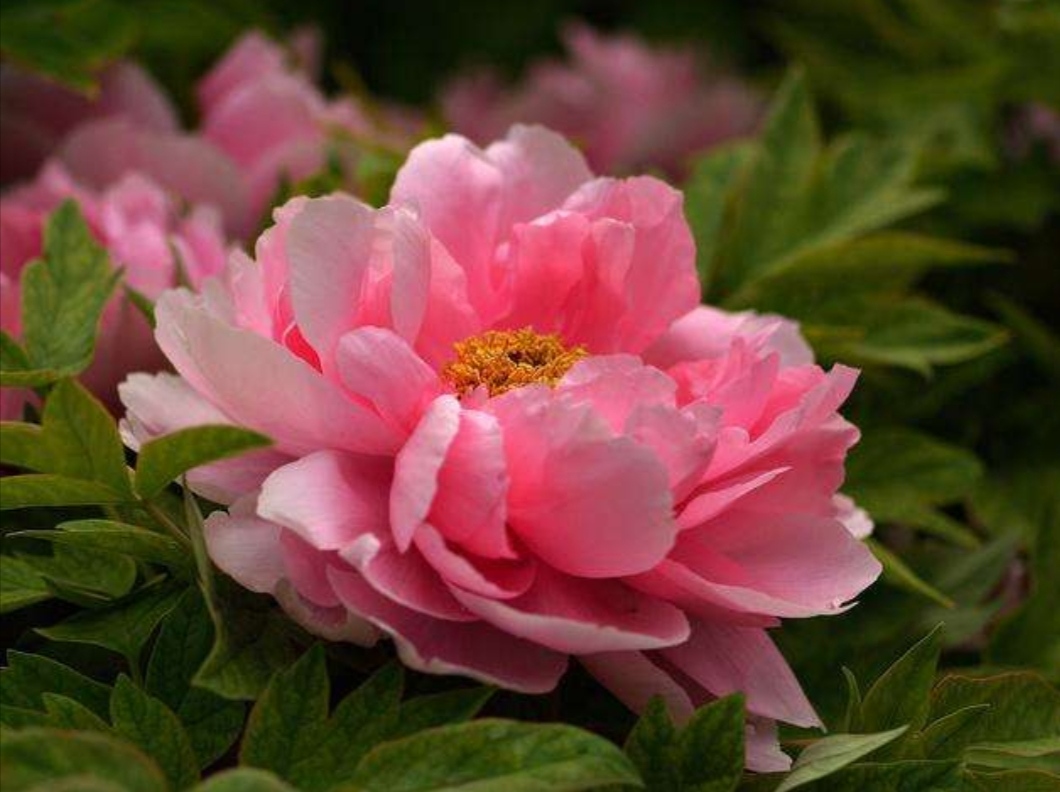 牡丹作为中国国花的特点,牡丹到底是不是中国的国花