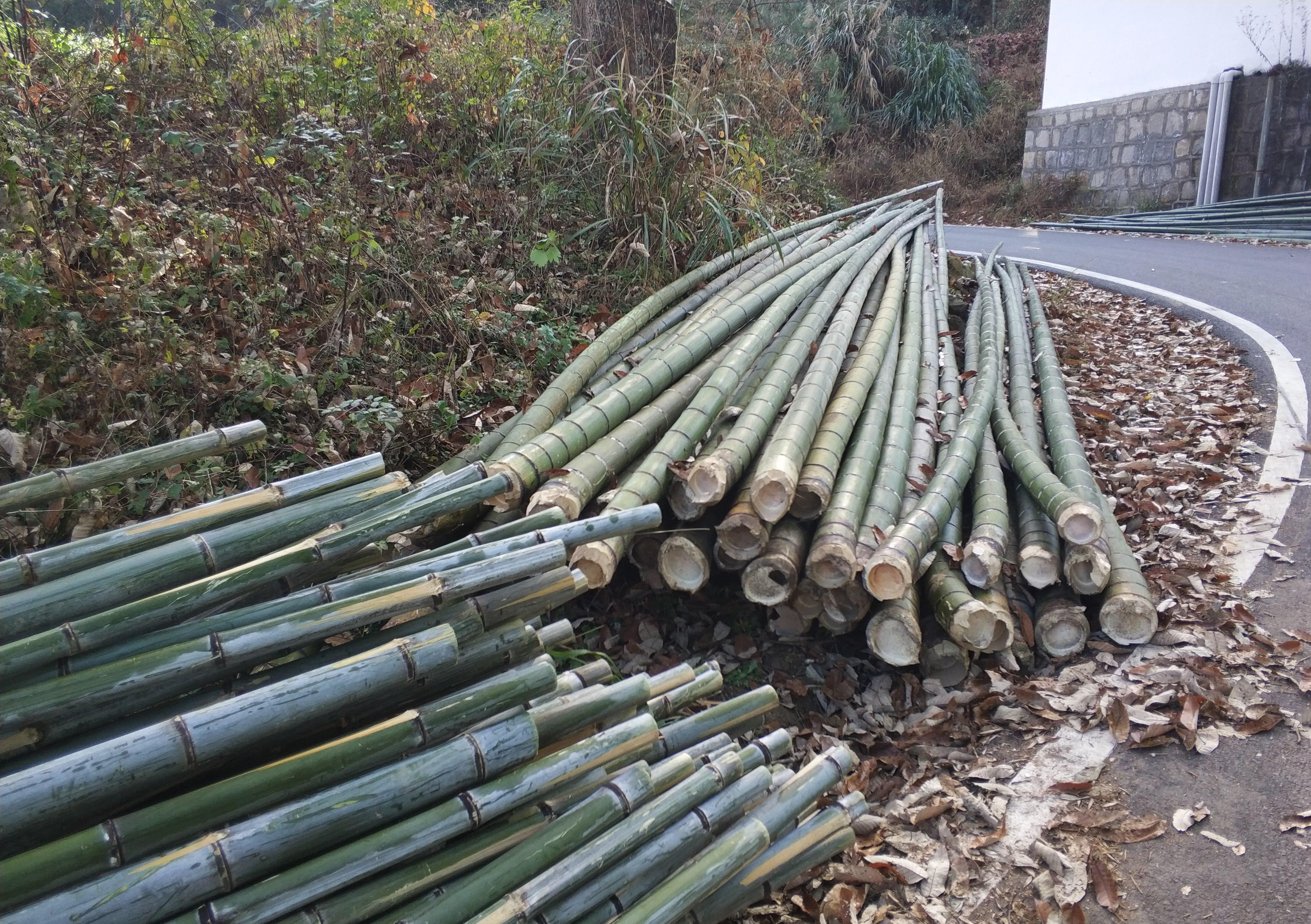 曾经卖到30元一根的毛竹缘何成了山里人最头疼的植物