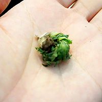 秋天上火喝蒲公英茶有好处吗,治疗痘痘用蒲公英叶还是根