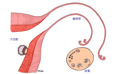 女人每个月排卵日怎么算,怎么知道排卵期最准确