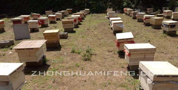 双王中蜂强群,新收的两群中蜂合群最佳方法