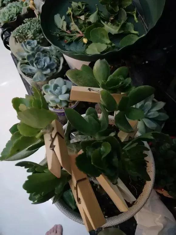 长寿花如何嫁接到不死鸟,长寿花这样嫁接花期长还不会烂根