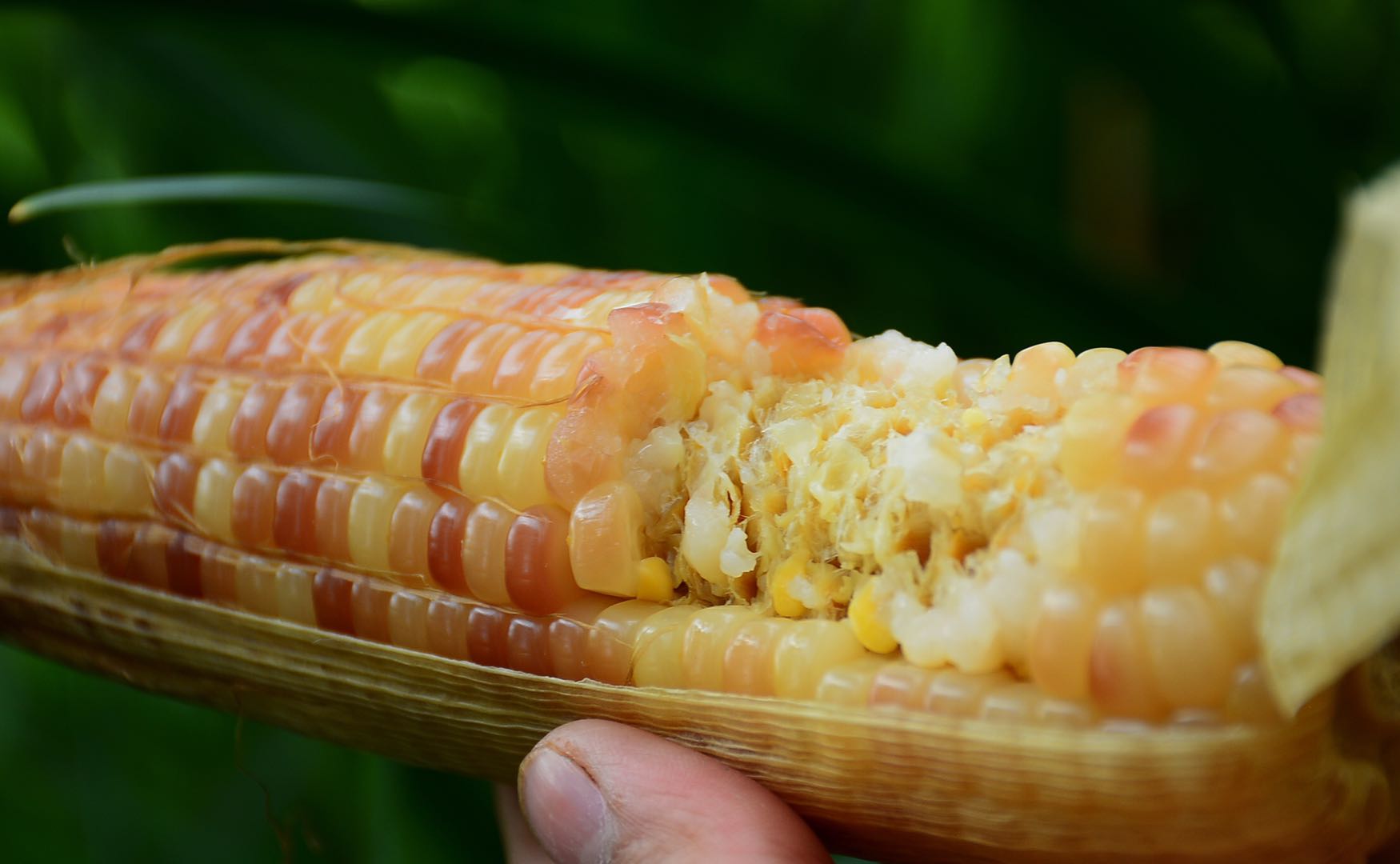 西双版纳香糯小玉米非转基因,云南西双版纳香糯小玉米