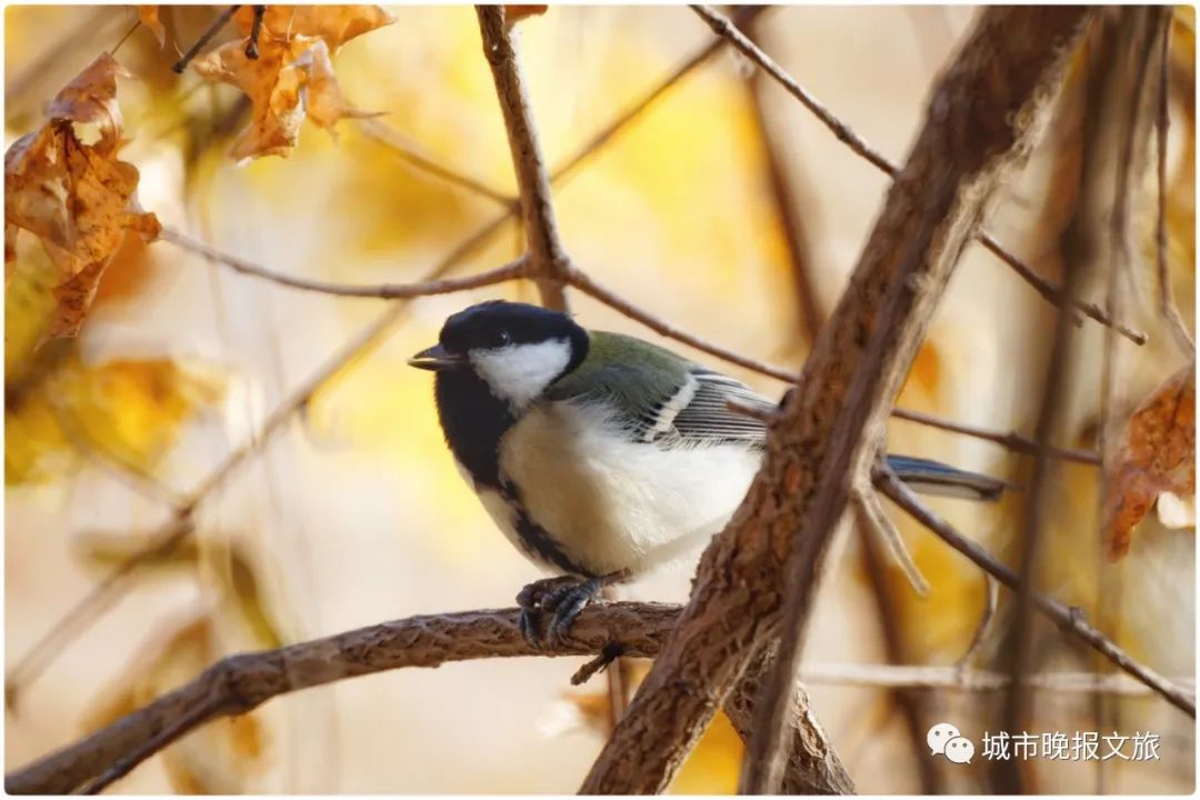城晚拍拍丨秋色如画