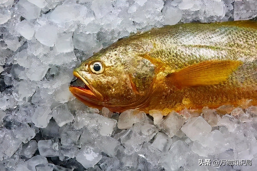 从喂鸡喂鸭到一条11万,我国狠心流放30年,为何还救不起一条鱼?