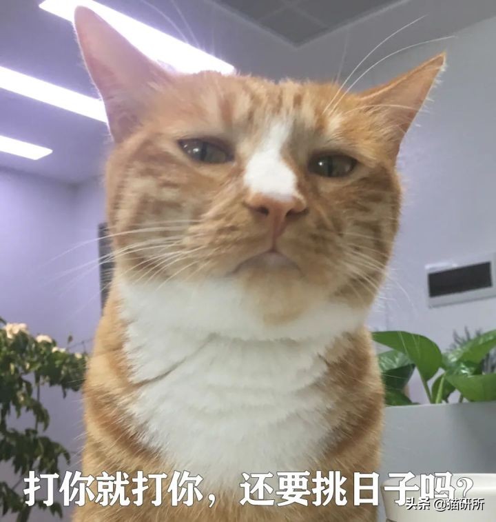 猫咪为什么老是揍主人,猫咪为什么揍年轻人