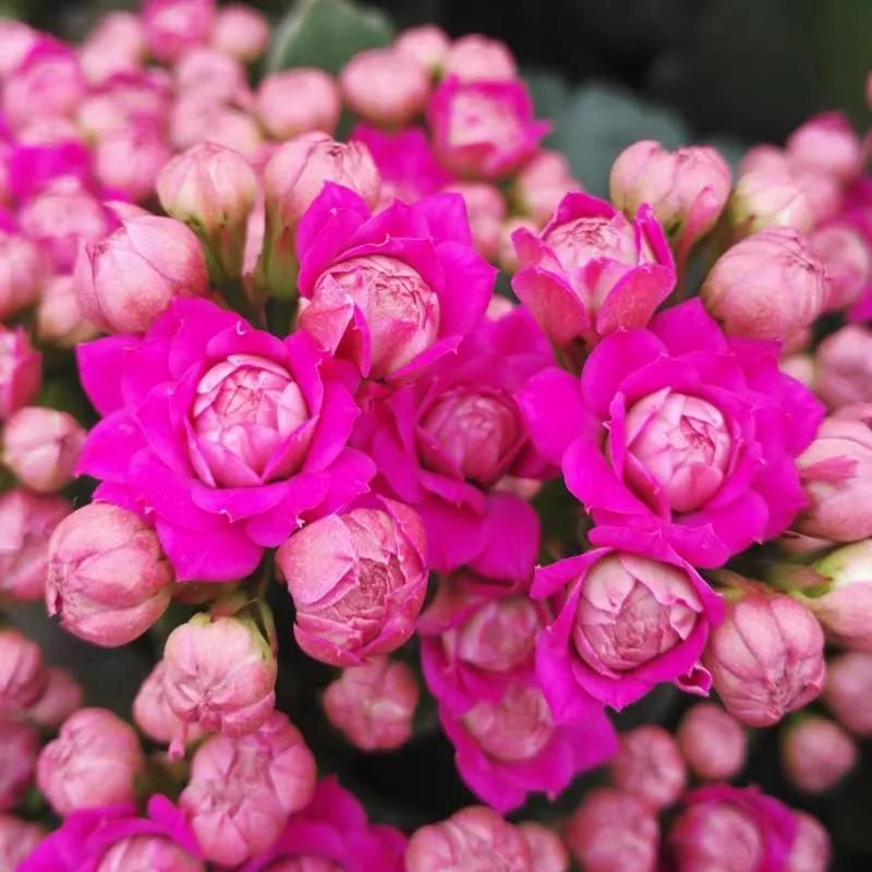 长寿花单瓣品种大全,长寿花100种颜色图片