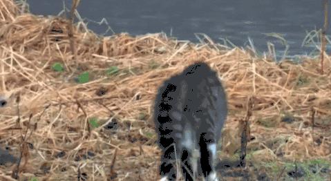 看看俄罗斯猫有多彪悍，徒手斗狗熊，单脚撕野狼！你是大佬我服了