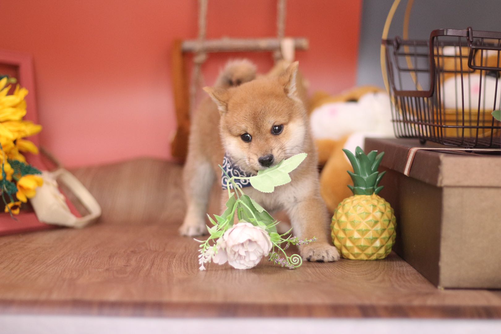在柴犬犬舍买一只残血是什么体验,宠物市场的柴犬串串怎么来的