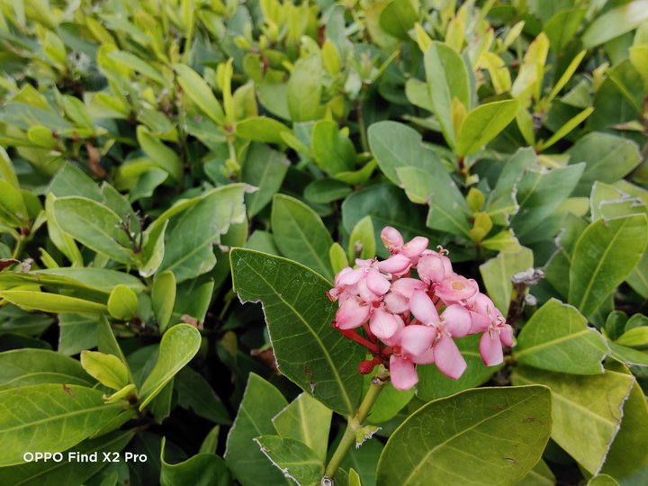 oppofindx2pro整体评测,oppofindx2pro最新测评