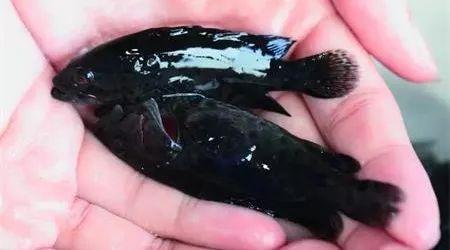 石斑鱼身上的硬的黑点怎么处理,怎么防止石斑鱼黑身