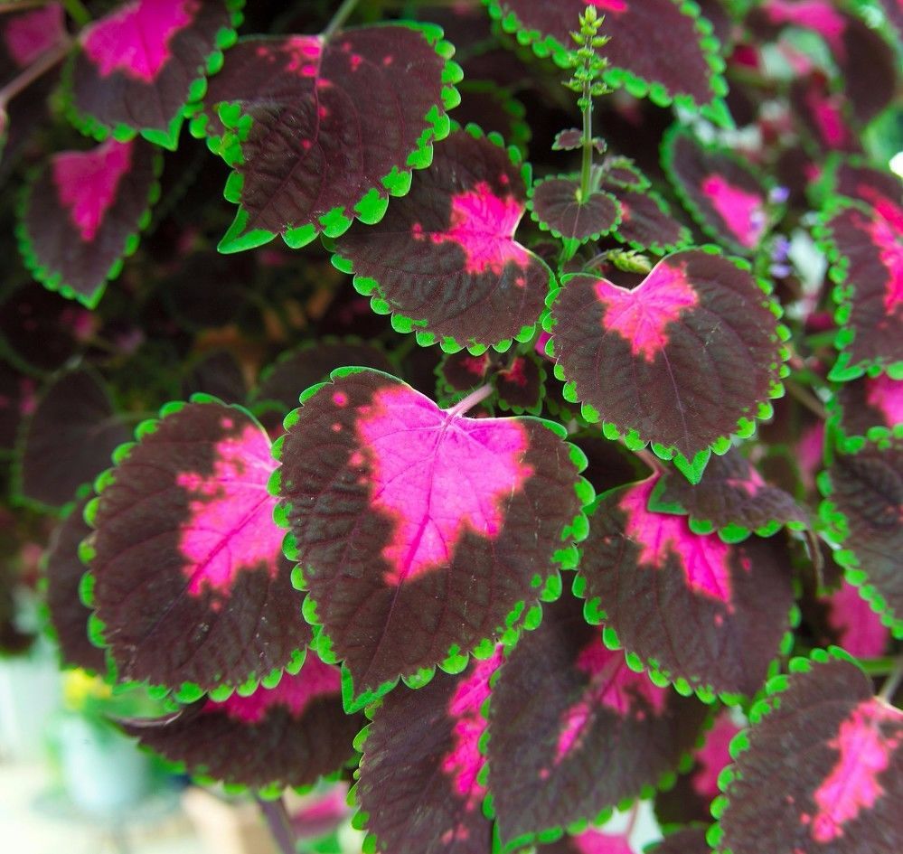 100种常见观叶植物图鉴史上最全,农村常见的100种植物