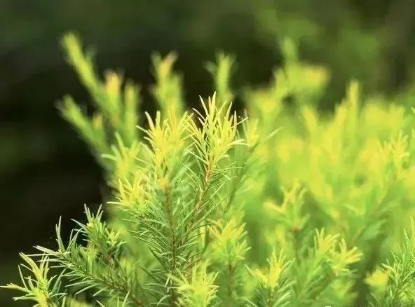 解锁精油|茶树精油的N种用法