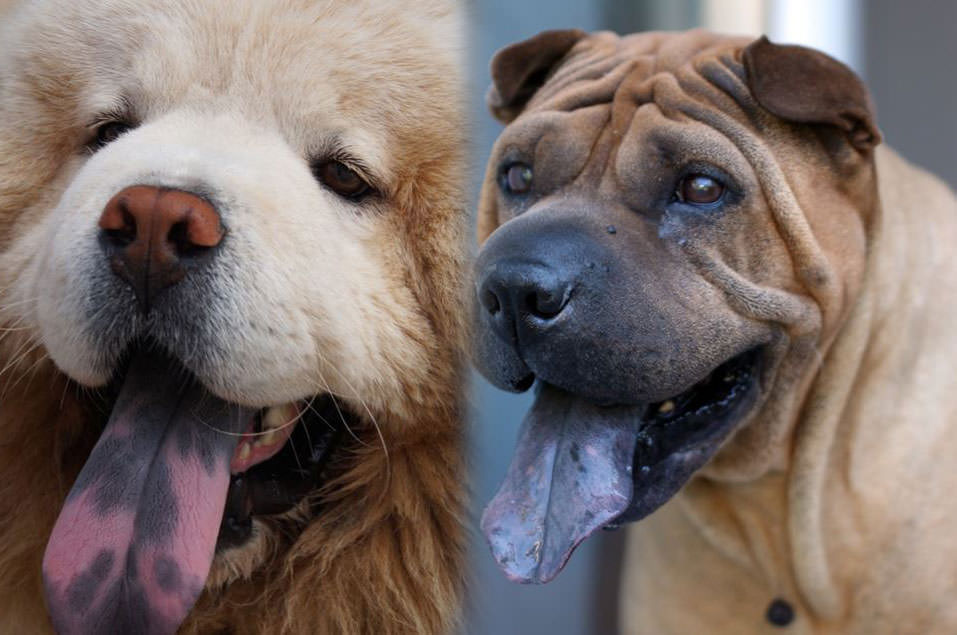 养狗多年，你还不知道这12个狗狗冷知识，就out了