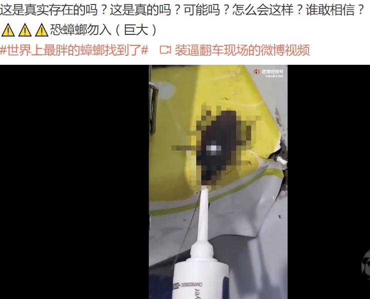 南方蟑螂和北方蟑螂对比恶搞,南方大蟑螂吓哭北方人