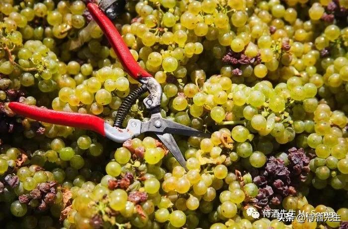 罗马生活灰皮诺干白葡萄酒,三款葡萄酒