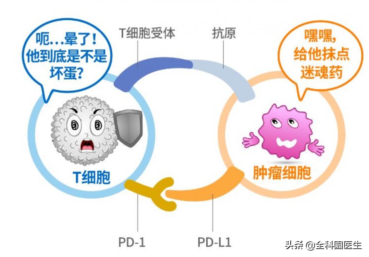 生物免疫细胞治疗癌症,生物免疫治疗癌症有效果吗
