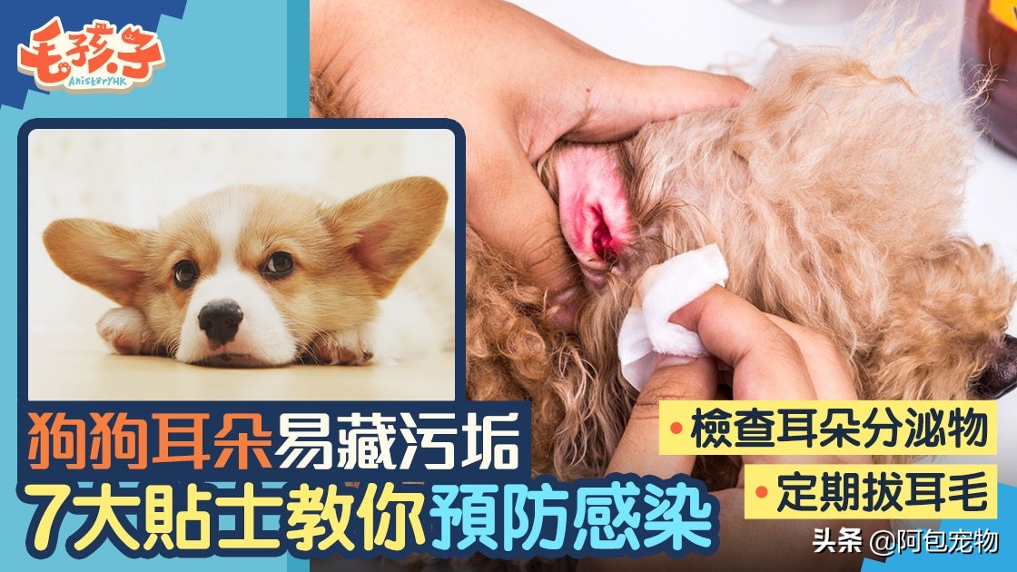 「垂耳狗注意」狗狗耳朵易感染7个方法教你预防