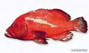 科普海洋鱼类知识儿童,海洋鱼类科普大全图解