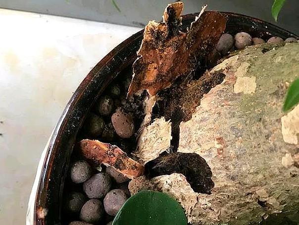 步步高发财树顶端主干发霉腐烂,大发财树主干上端腐烂怎么补救