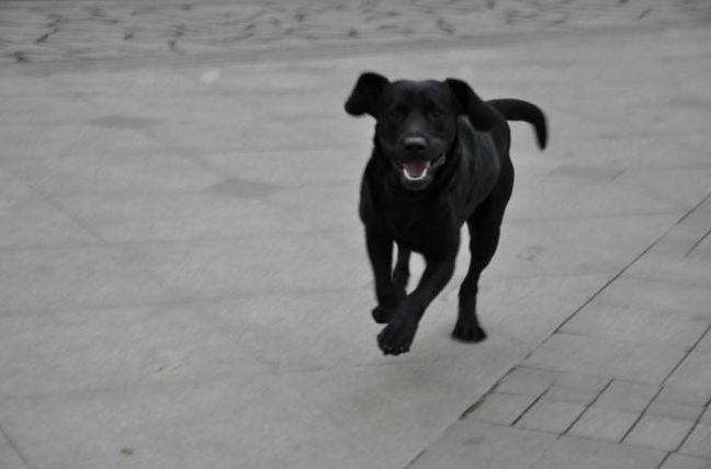 为啥狗狗交配后就跑？资深铲屎官也未必知道