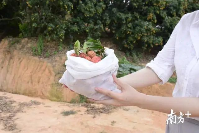 荔枝大王陈小敏直播卖货数据,荔枝大王陈小敏现在怎么样了