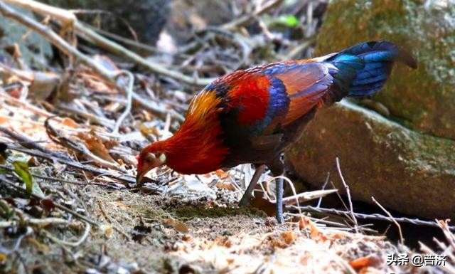 东夷本地人推荐美食,临沂东夷文化园附近美食