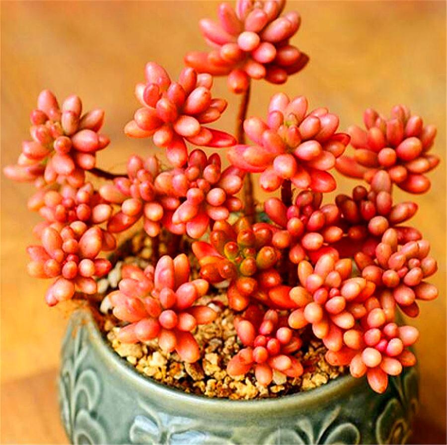 立春了，养多肉虹之玉要做好“4个增加”，新叶蹭蹭长，饱满圆润