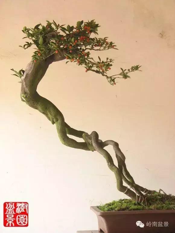 高桩金豆盆景大全,金豆双杆文人盆景欣赏