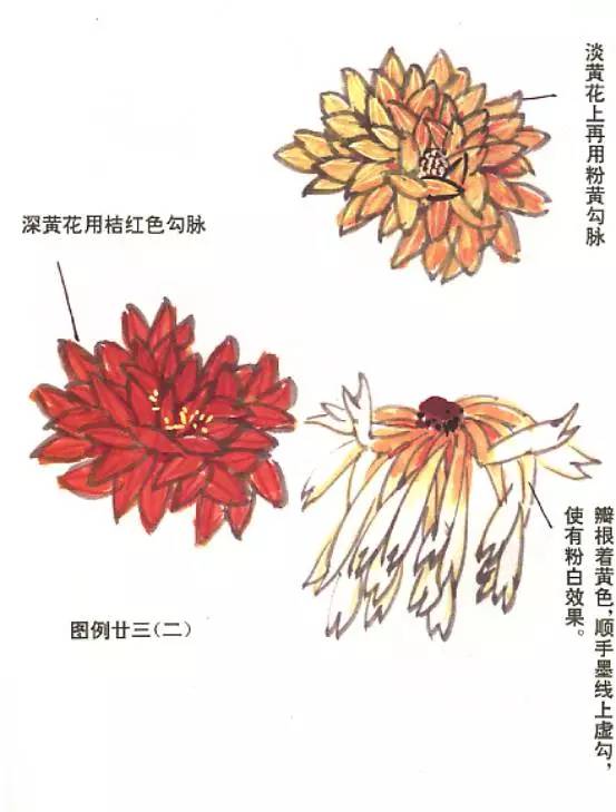 顶级写意菊花图片,写意菊花画教程零基础入门