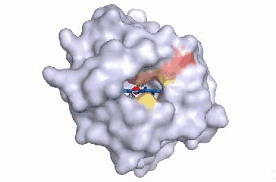 吃了毒蘑菇只会上吐下泻?这株“毁灭天使”让你成为活死人