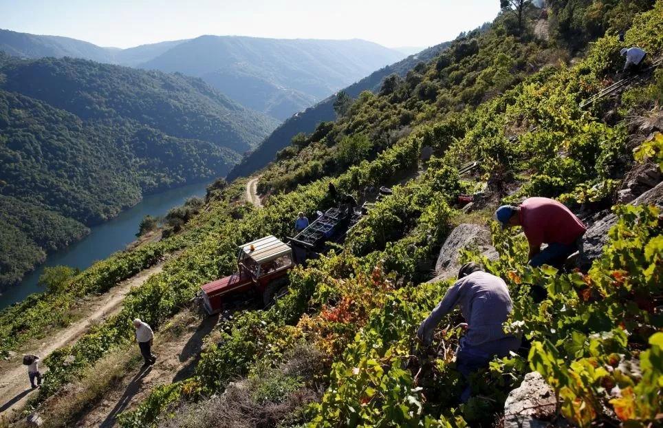 法国干红葡萄酒酿造过程,葡萄酒酿造过程