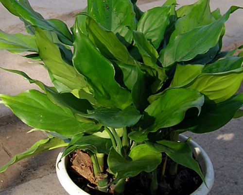 四季常青万年青怎么养,四季常青金边万年青