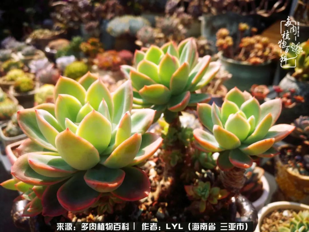 开挂区养多肉,非开挂区怎么把多肉养出状态