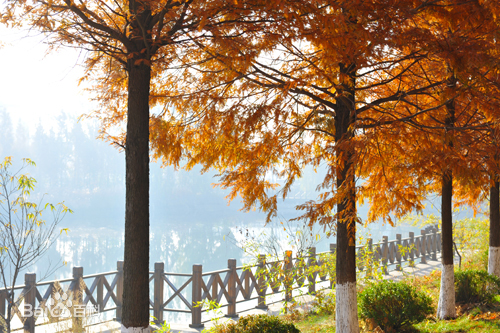 欧健平度第一中学,山东省平度第一中学宫晓康