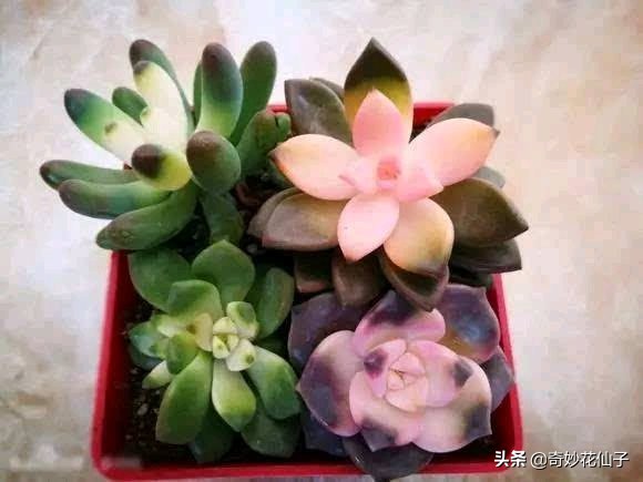 这些花全是药锦，买回家必死，送你都不能要