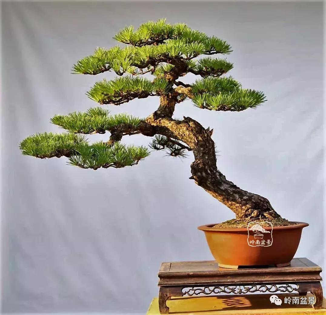 盆景欣赏苍劲有力老桩,精品盆景寒枝欣赏