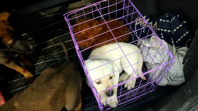 开封狗市抓狗视频,开封狗市拉布拉多和金毛的视频